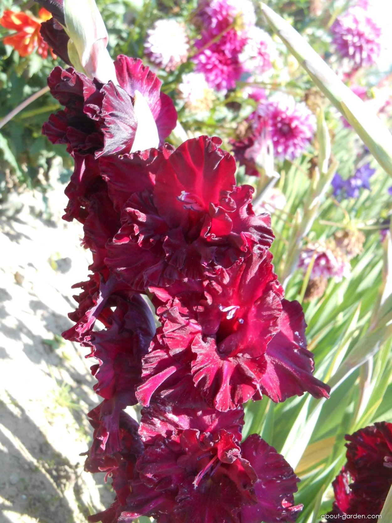 Гладиолус Мерло айс