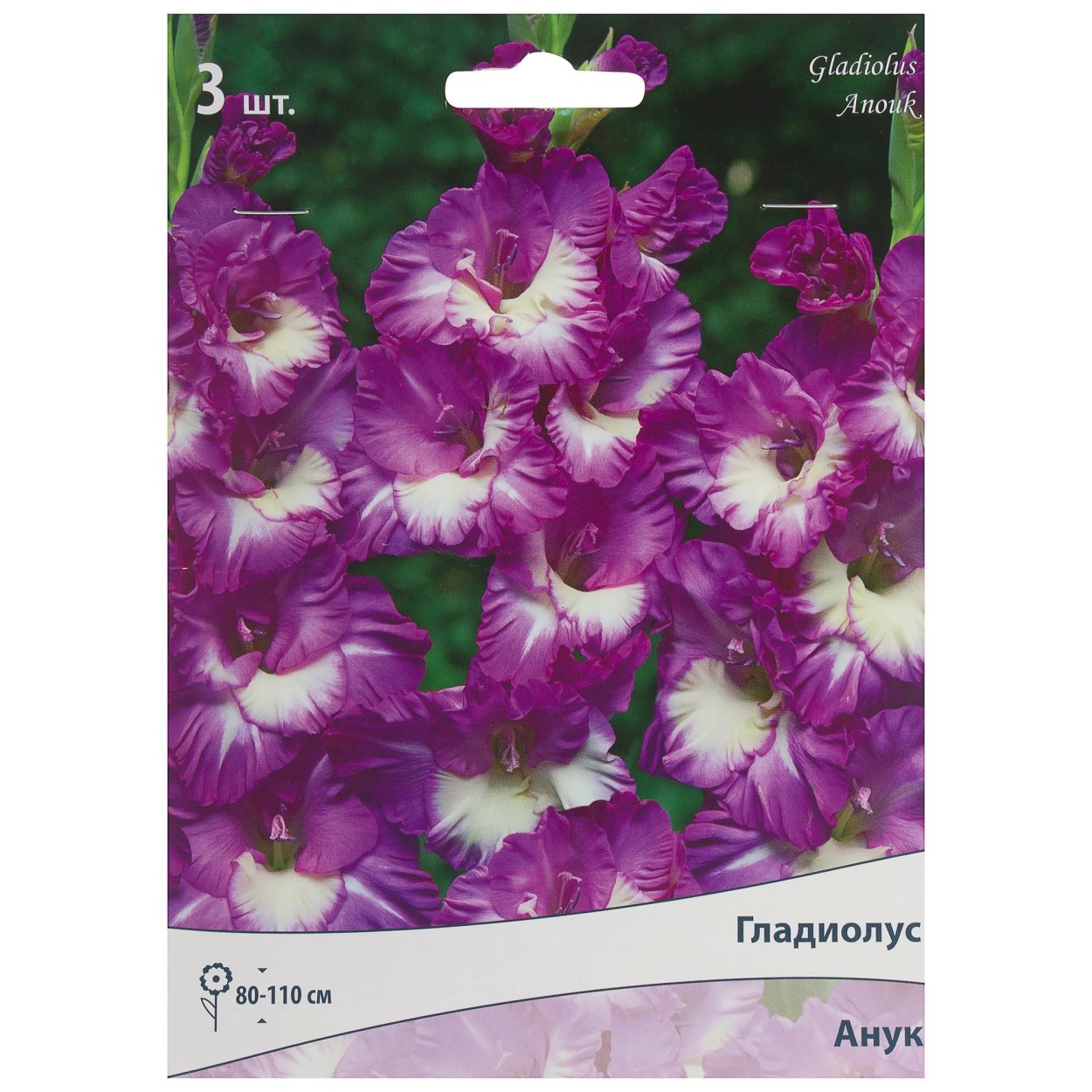 Гладиолус Анук Anouk