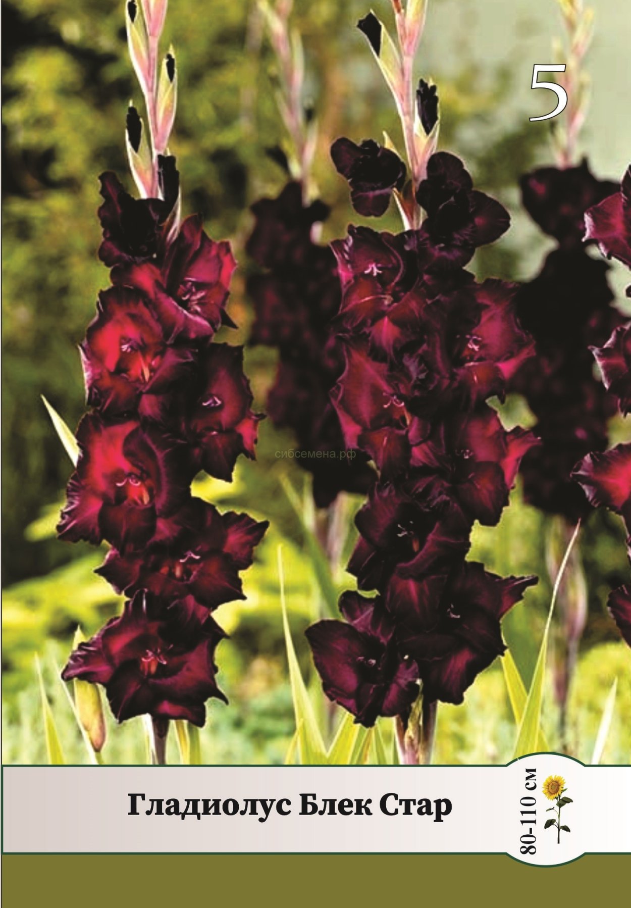 Гладиолус Алфалфа