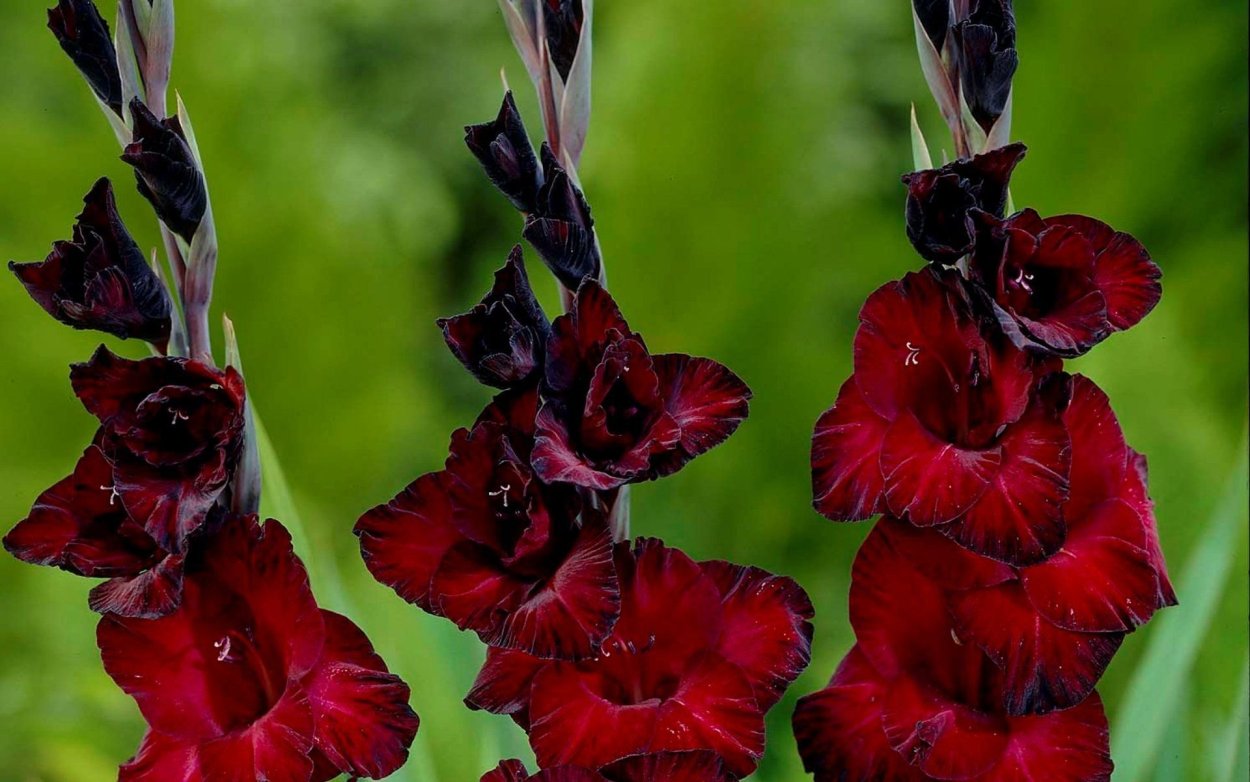 Гладиолус Эмеральд Риппл