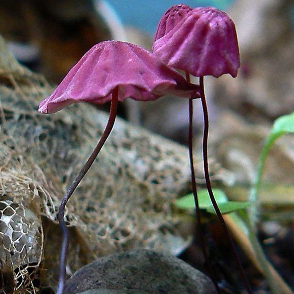 Сиреневый гриб поганка