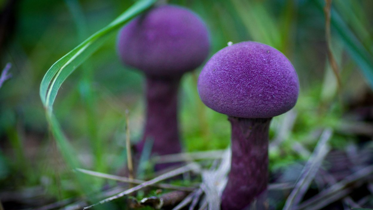 Паутинник фиолетовый гриб