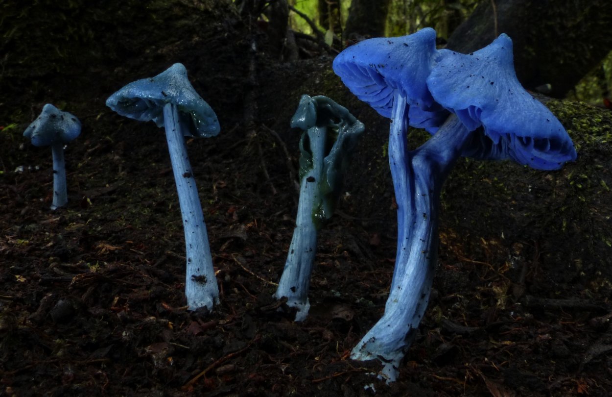 Энтолома гриб поганка