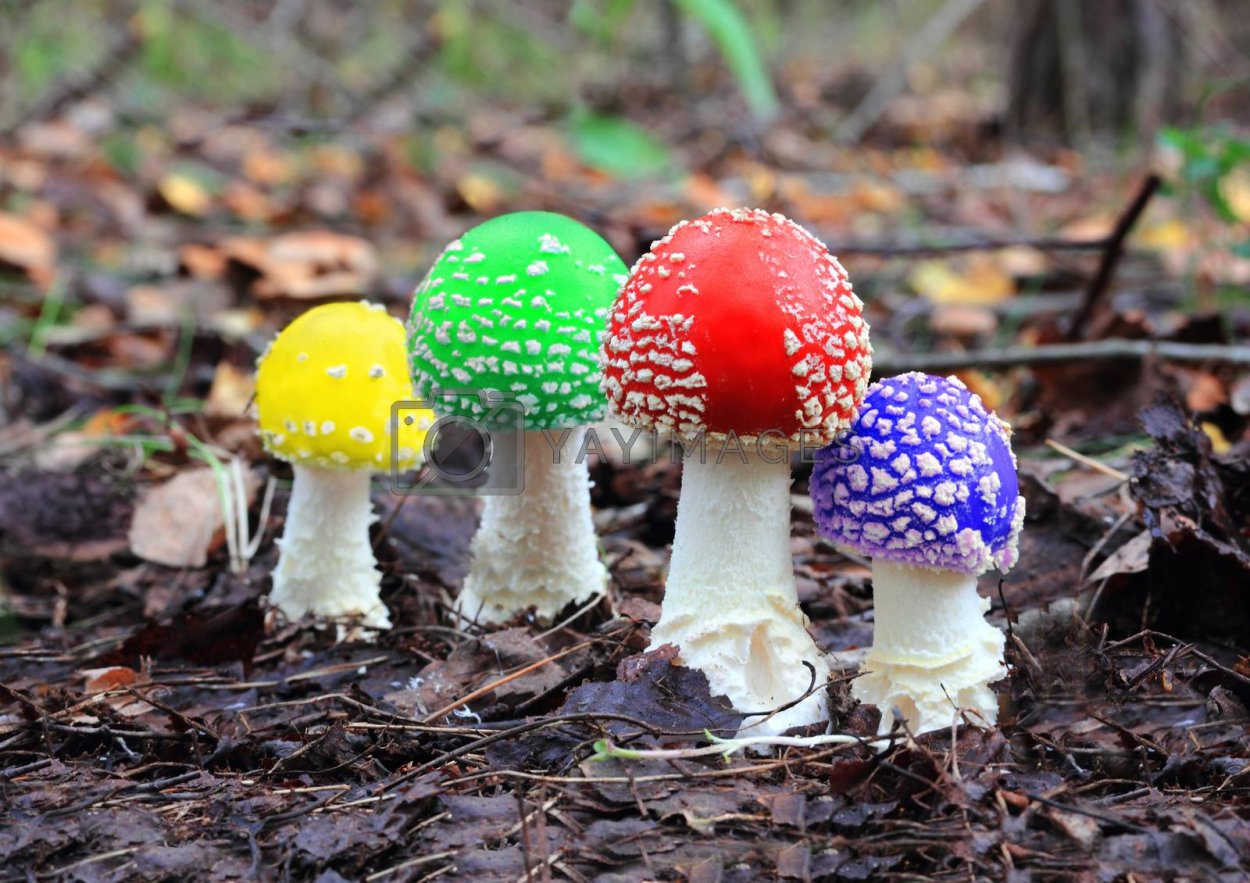 Мухоморы разных цветов