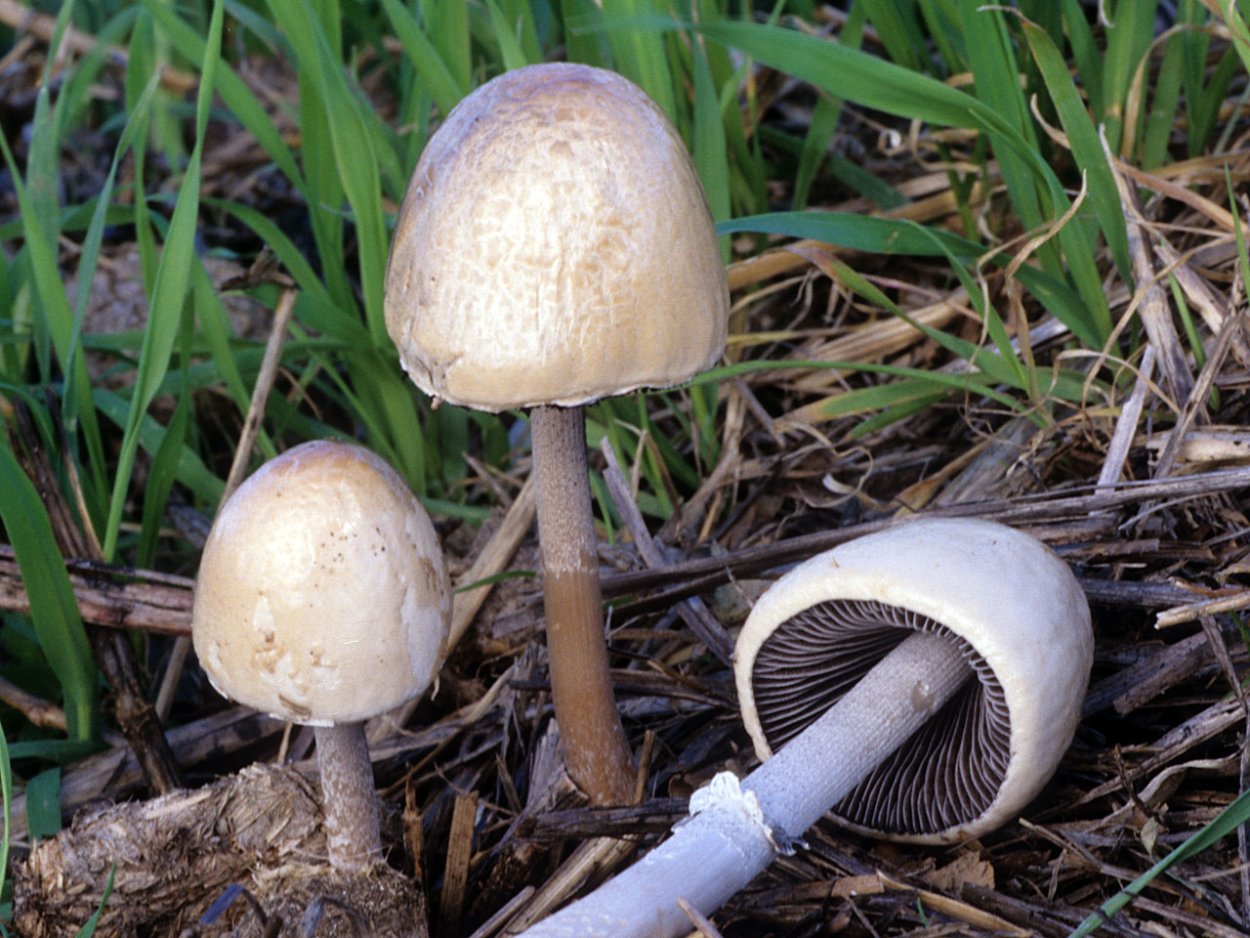 Panaeolus semiovatus