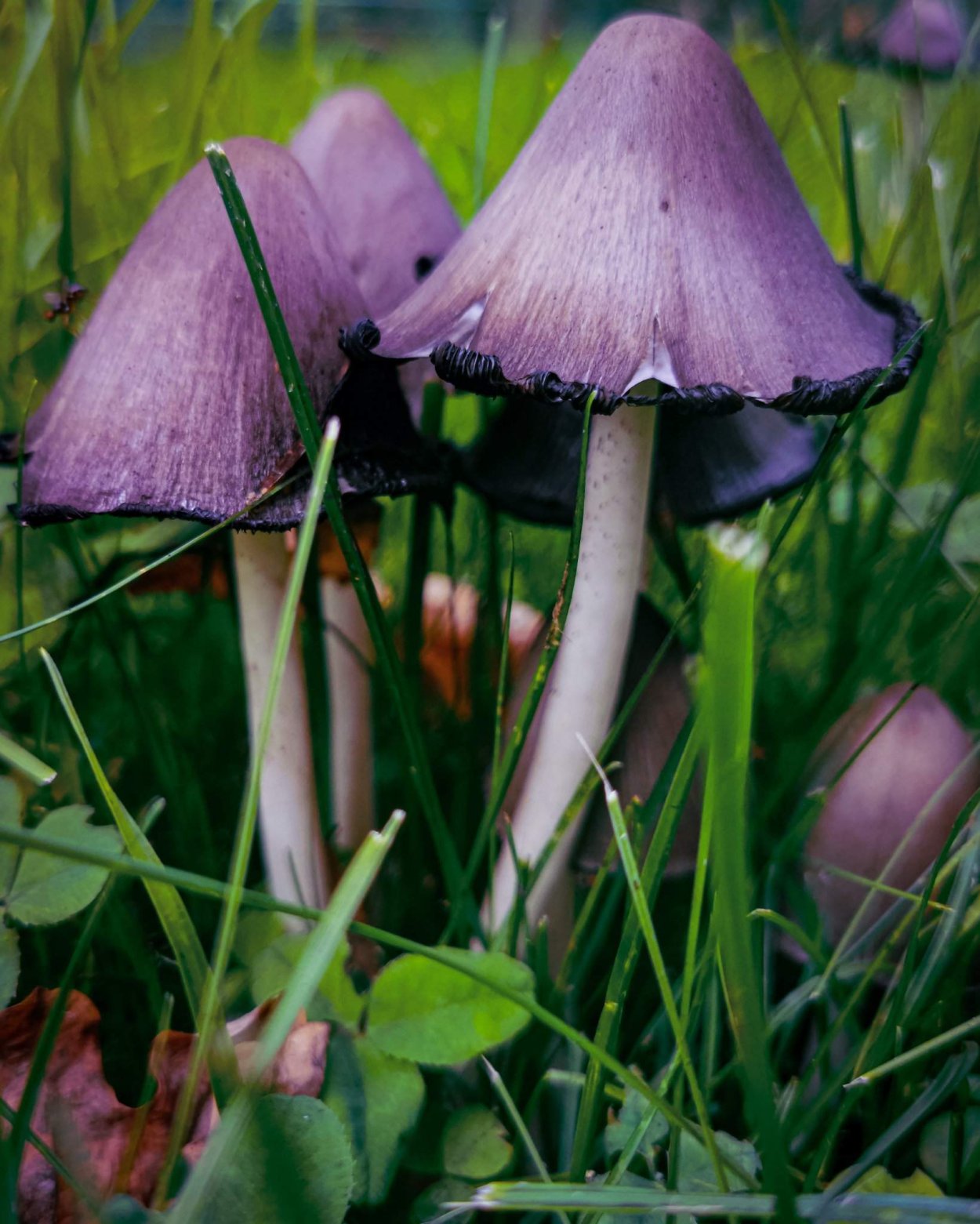 Поганка обыкновенная