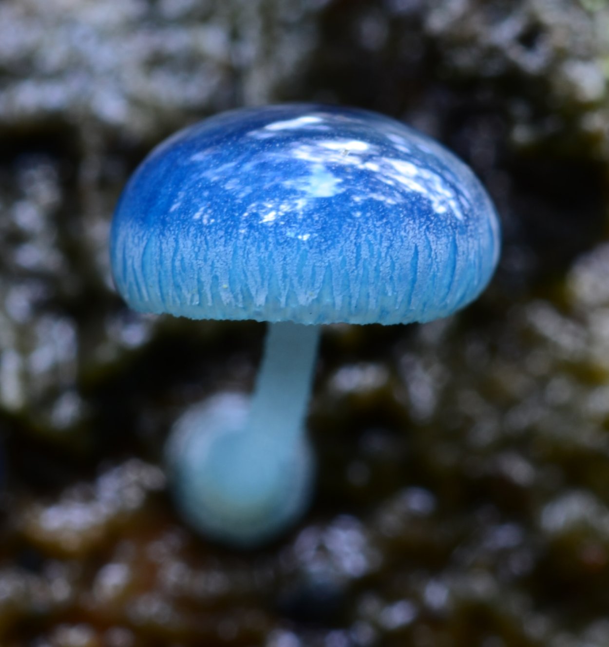 Гриб Mycena interrupta