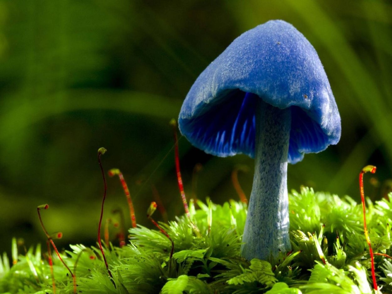 Синяя Энтолома Entoloma hochstetteri