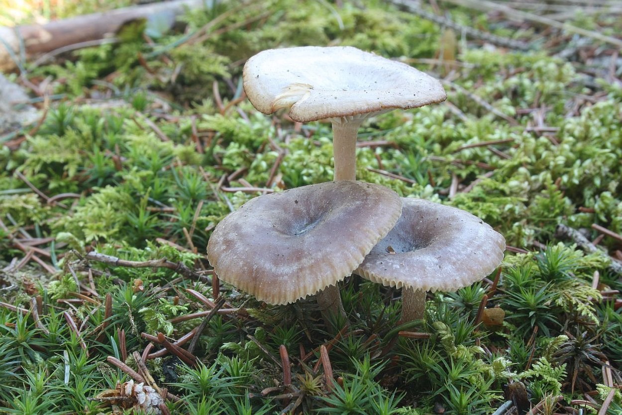 Говорушка беловатая Clitocybe vibecina