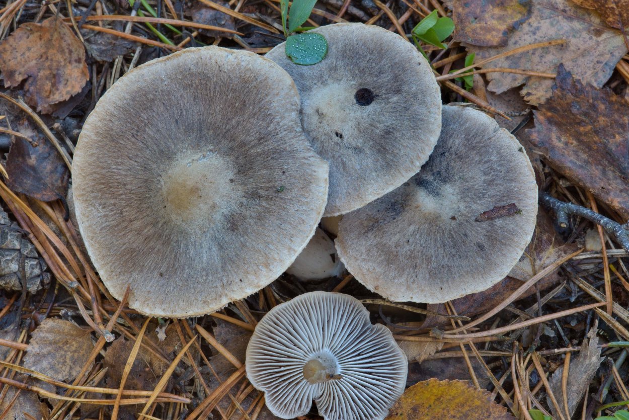 Tricholoma terreum