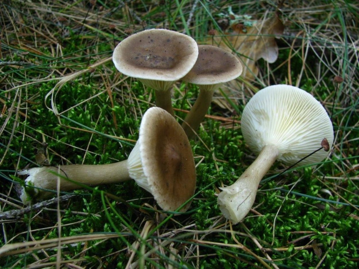 Говорушка булавоногая (Clitocybe clavipes).
