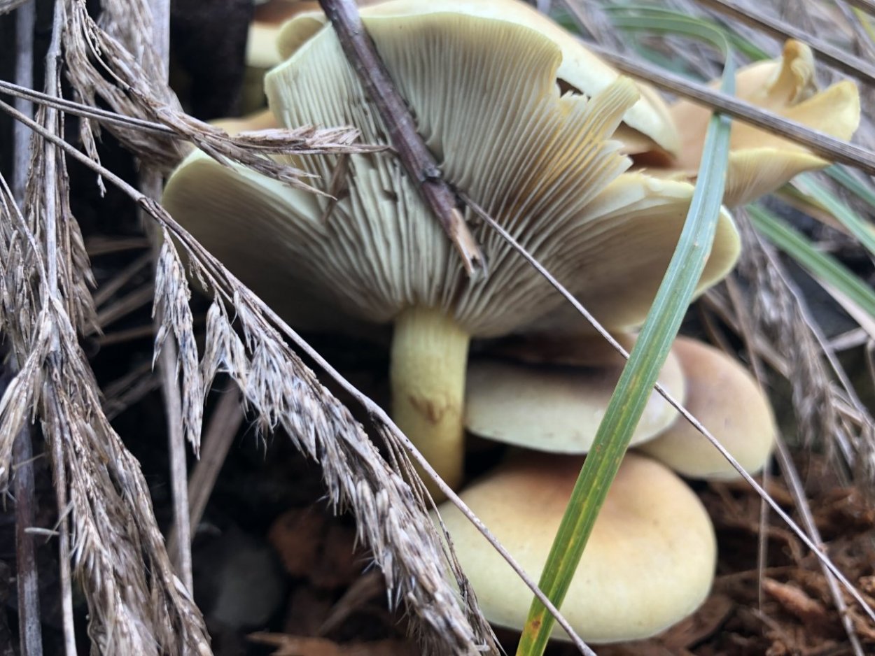 Ложноопёнок Серна жёлтый