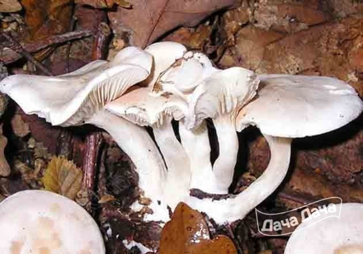 Говорушка восковатая говорушка восковатая