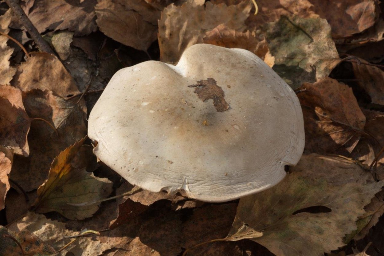 Гриб говорушка дымчатая