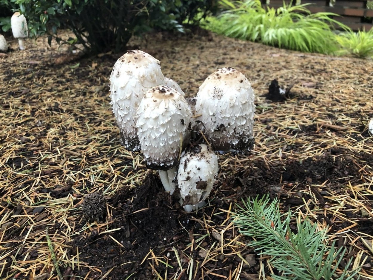 Навозник белый Coprinus comatus