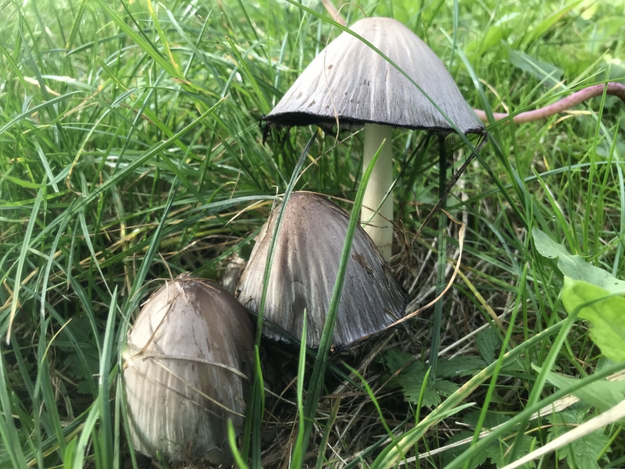 Навозник обыкновенный гриб