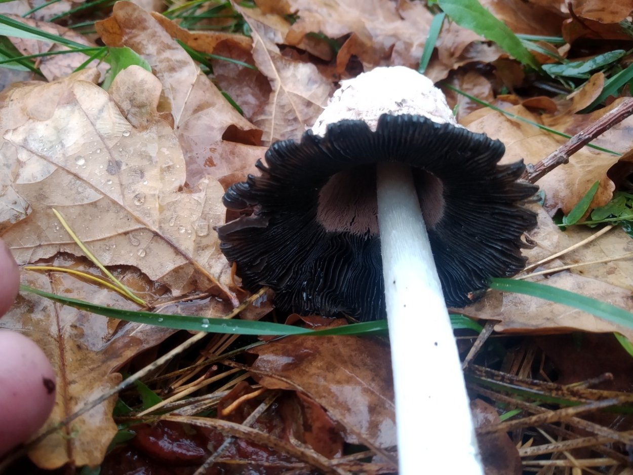 Гриб с чернильной шляпкой