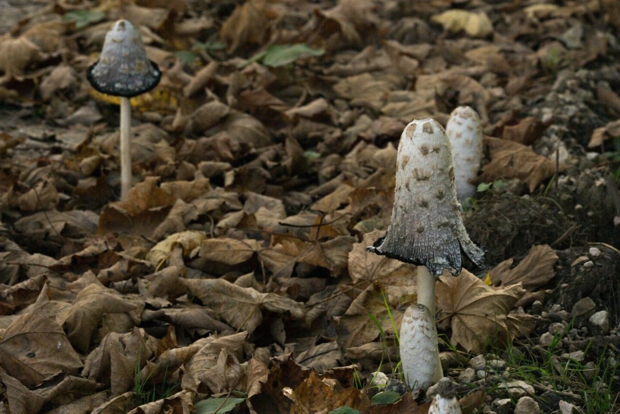 Гриб навозник белый съедобный