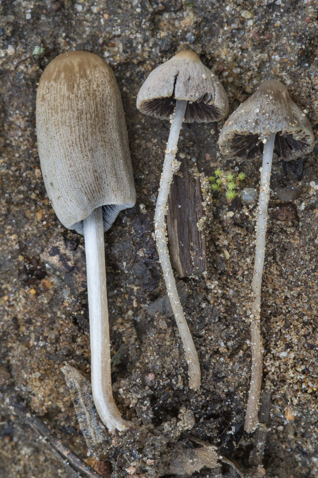 Гриб навозник поганка