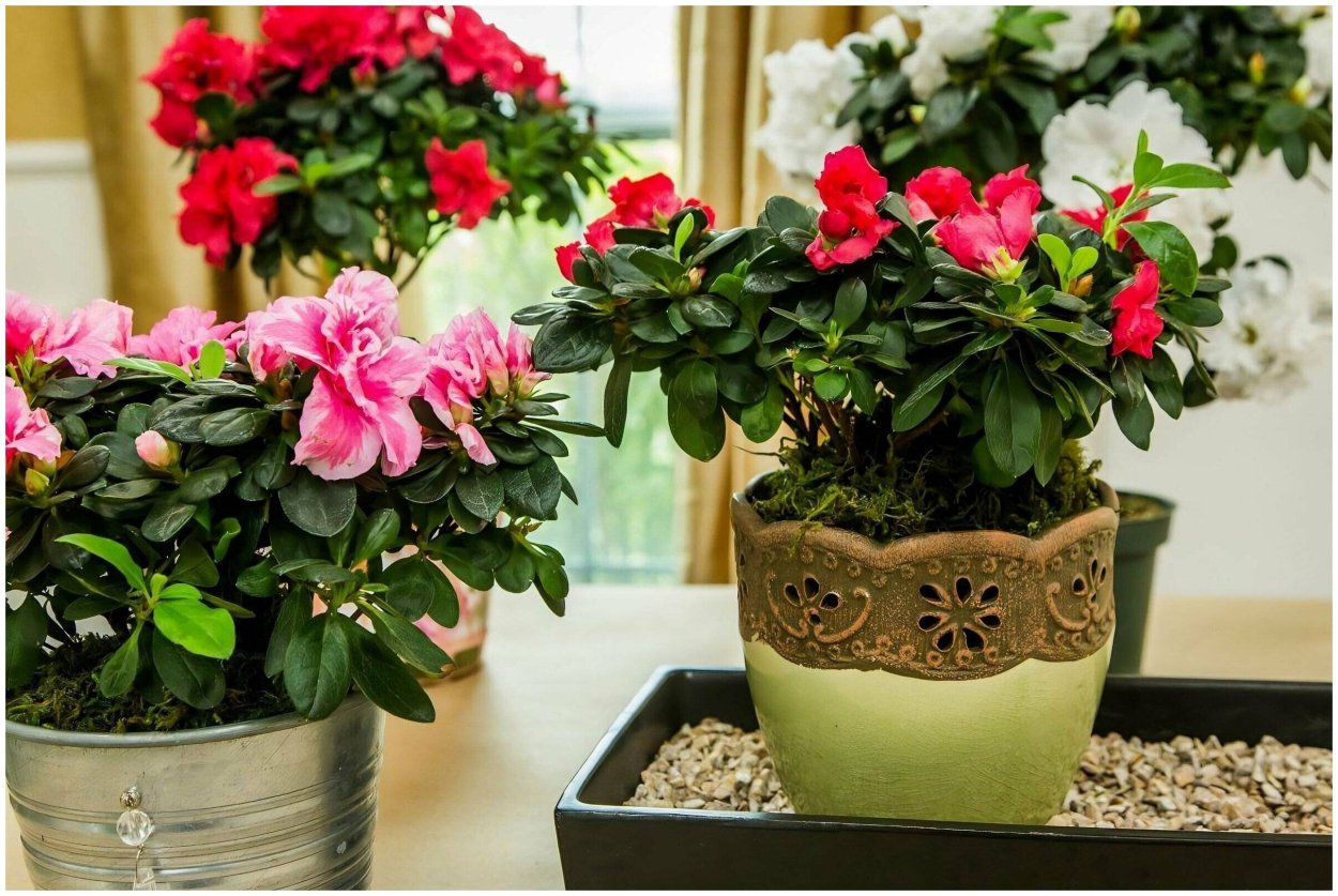 Азалия цветок комнатный