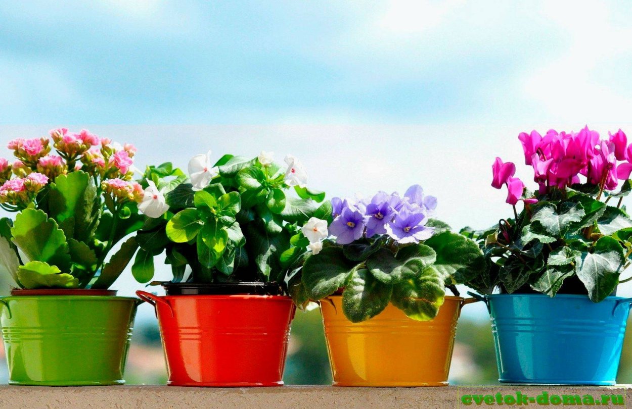 Каланхоэ фиалка