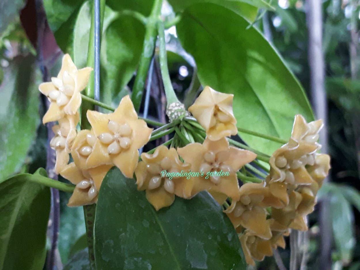 Хойя Чевиорум (Hoya chewiorum)