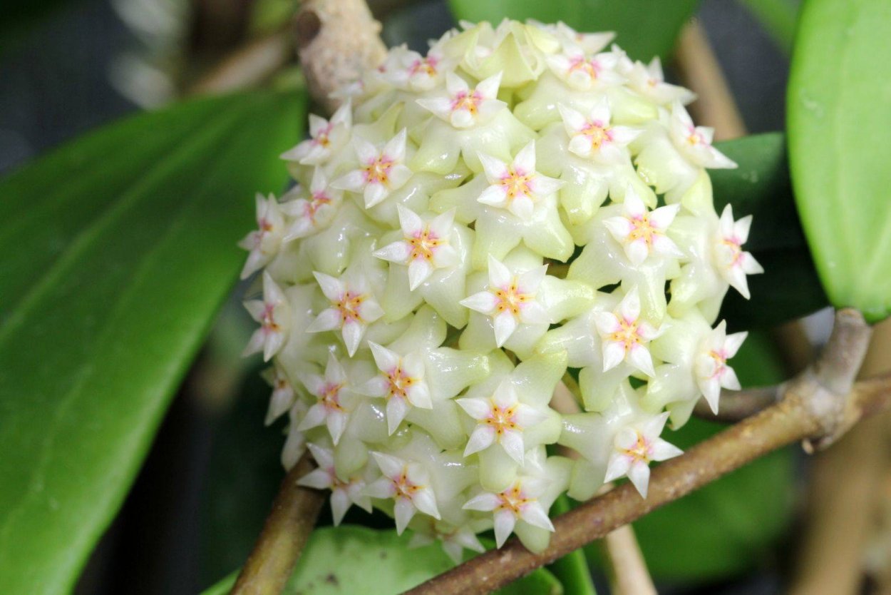 Хойя carnosa Seed