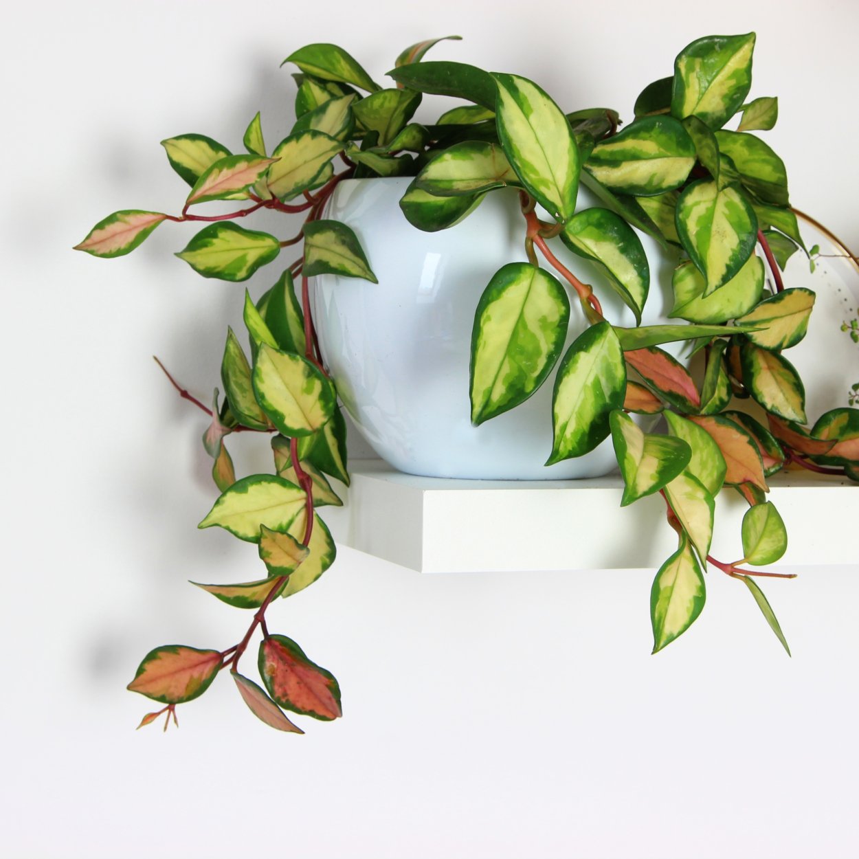 Хойя Карноза