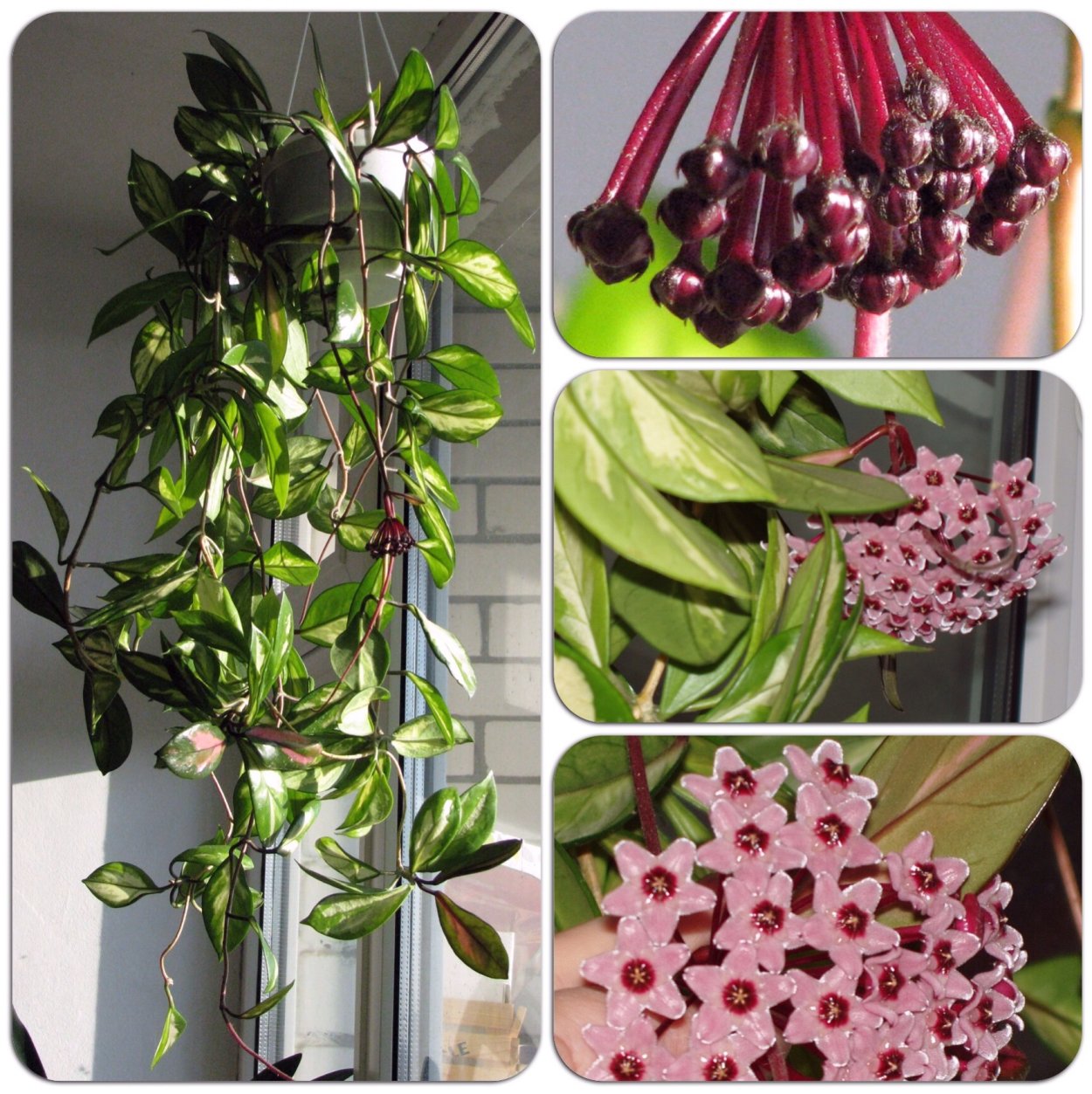 Хойя Карноза Рубра