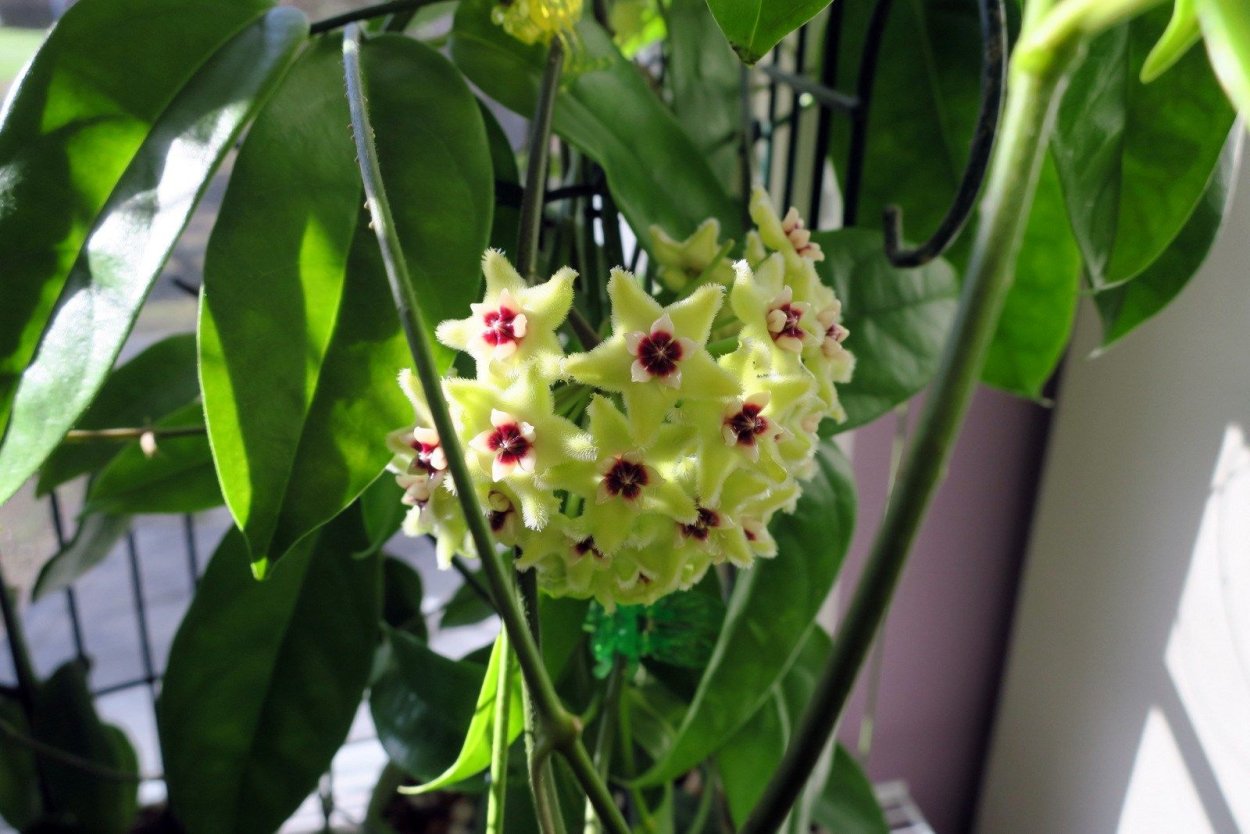 Хойя алагенсис