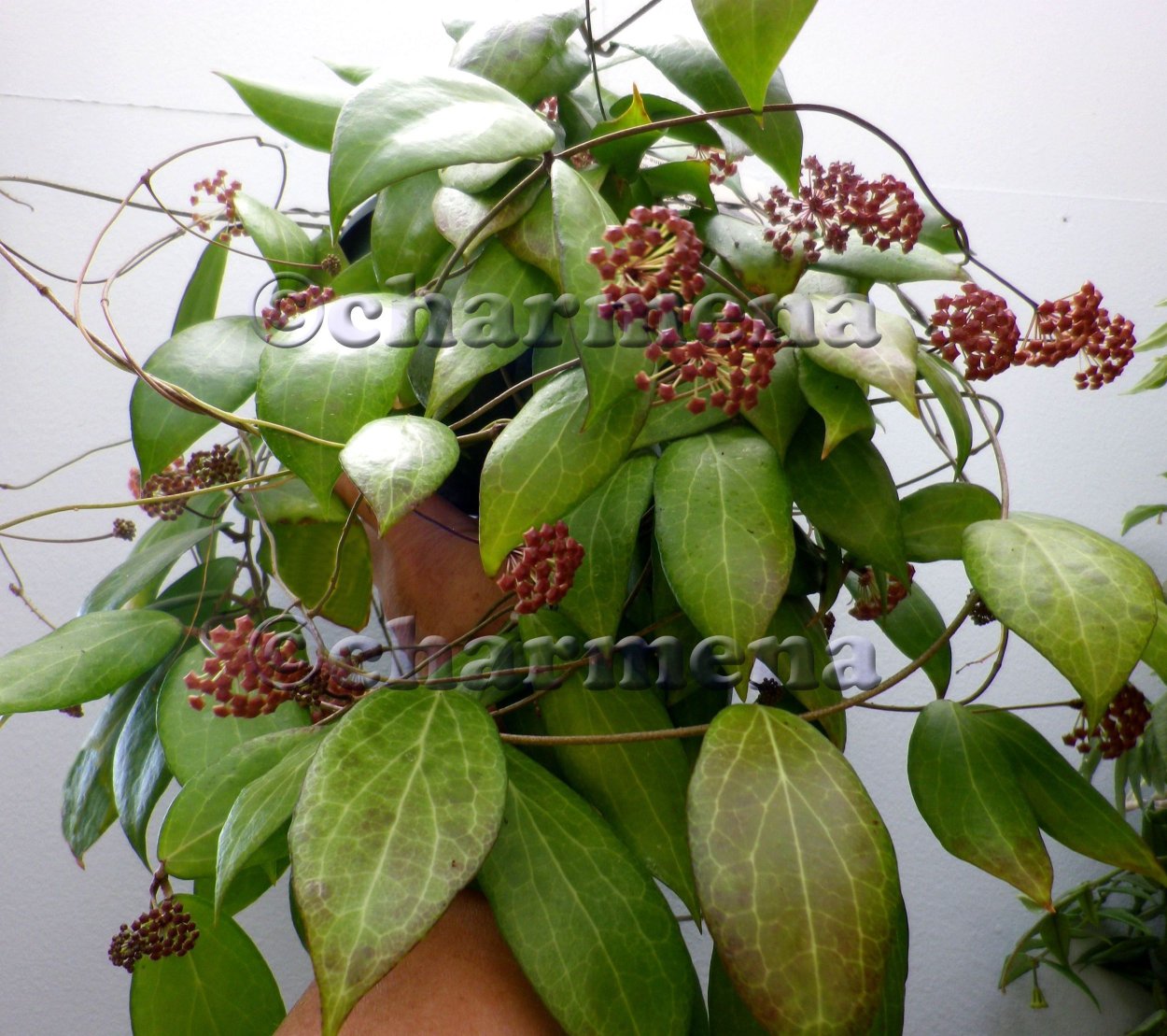 Хойя каприфолия