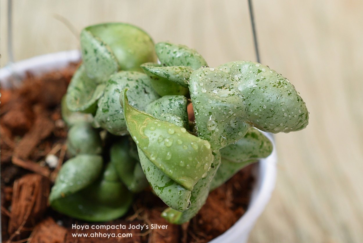 Хойя компакта Джоди Сильвер