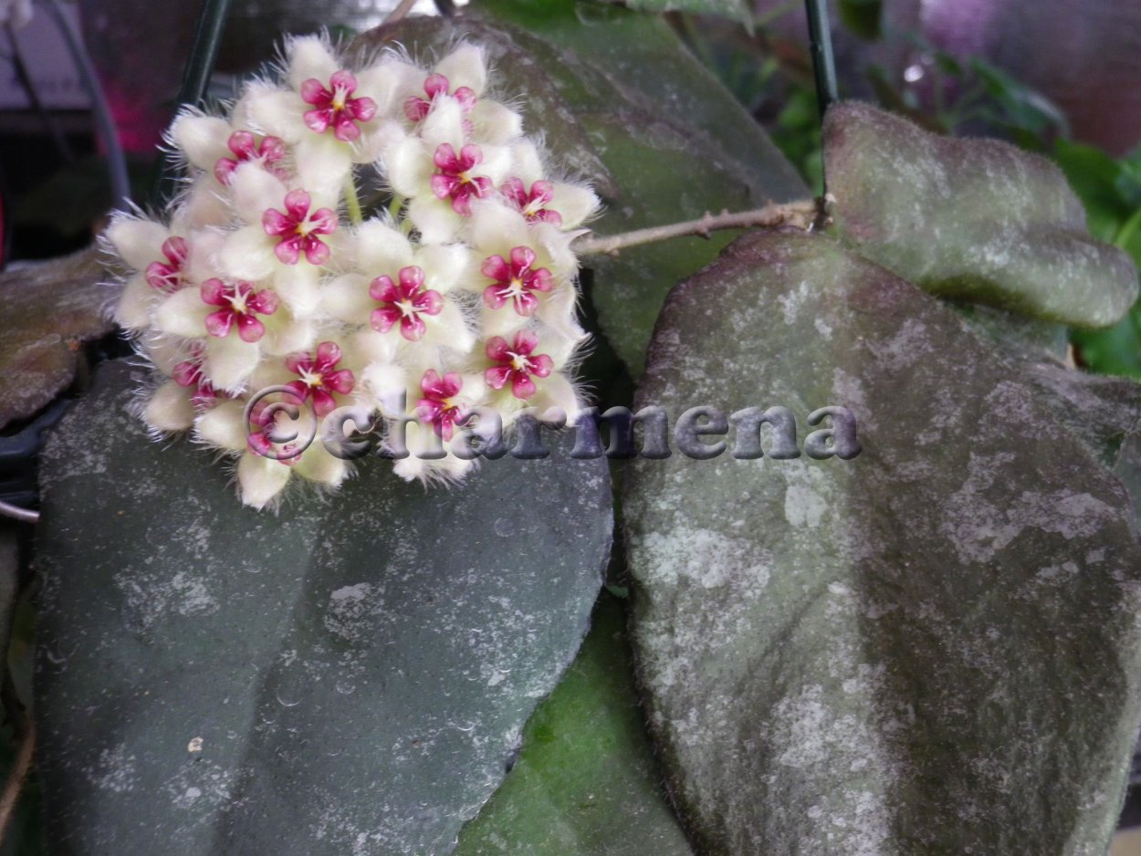 Хойя Каудата серебристо-красная