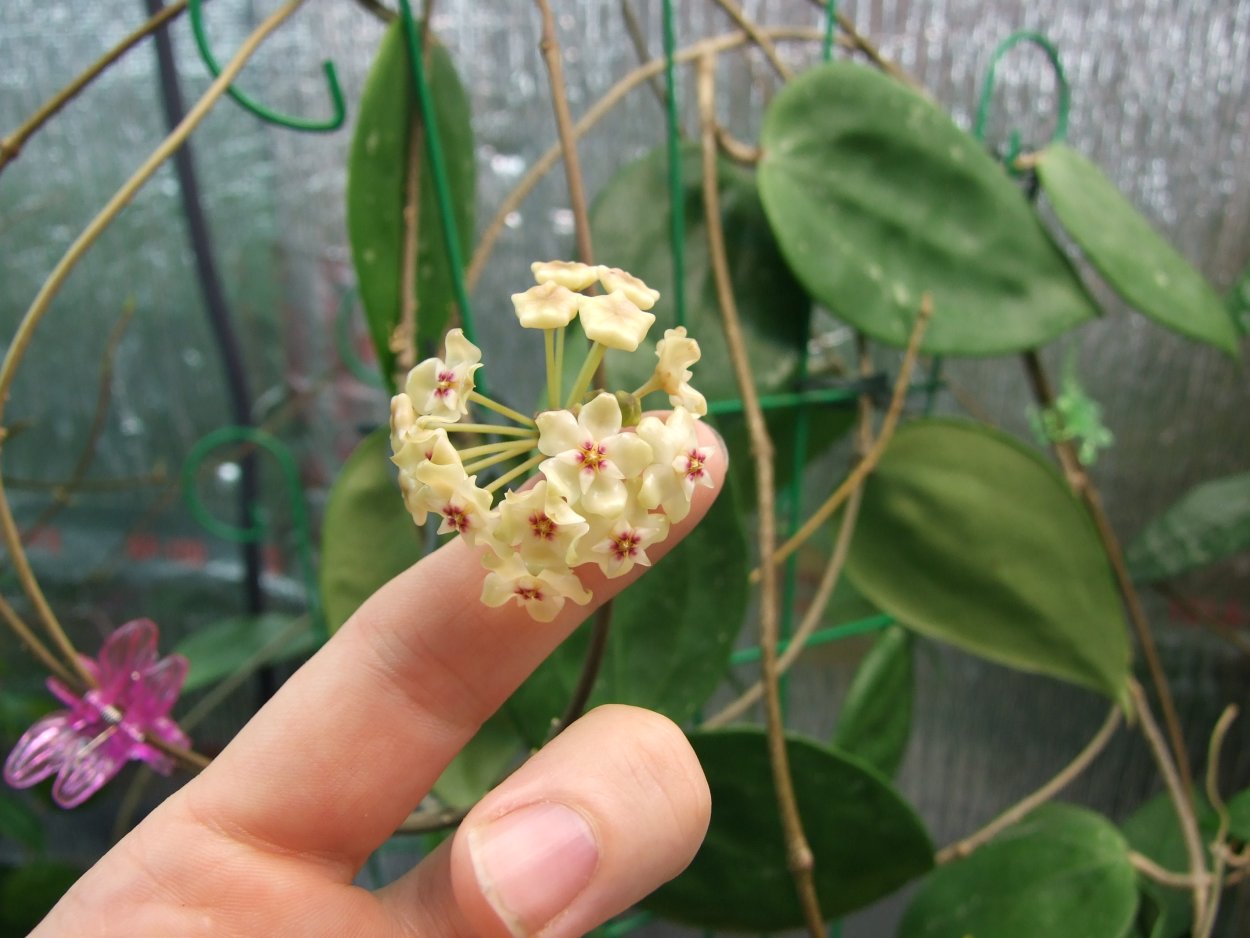 Хойя паразитика цитрина