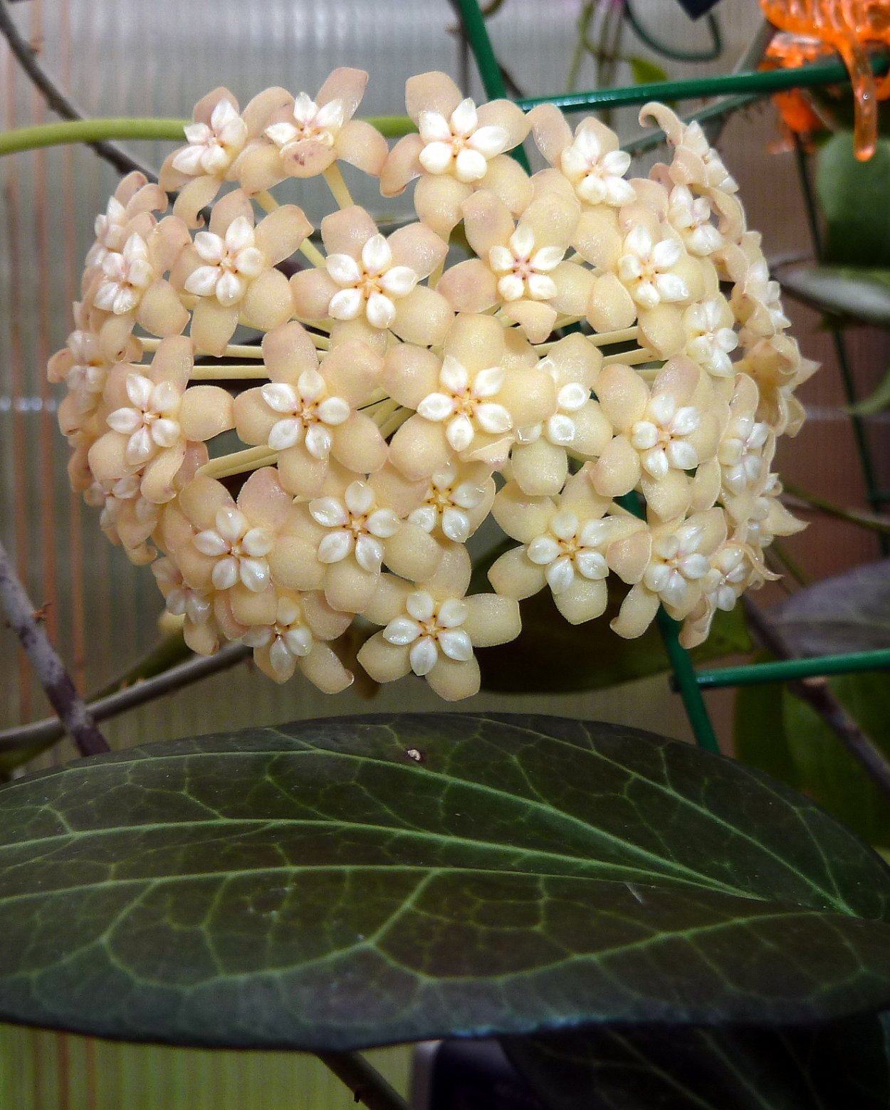 Хойя pseudolittoralis