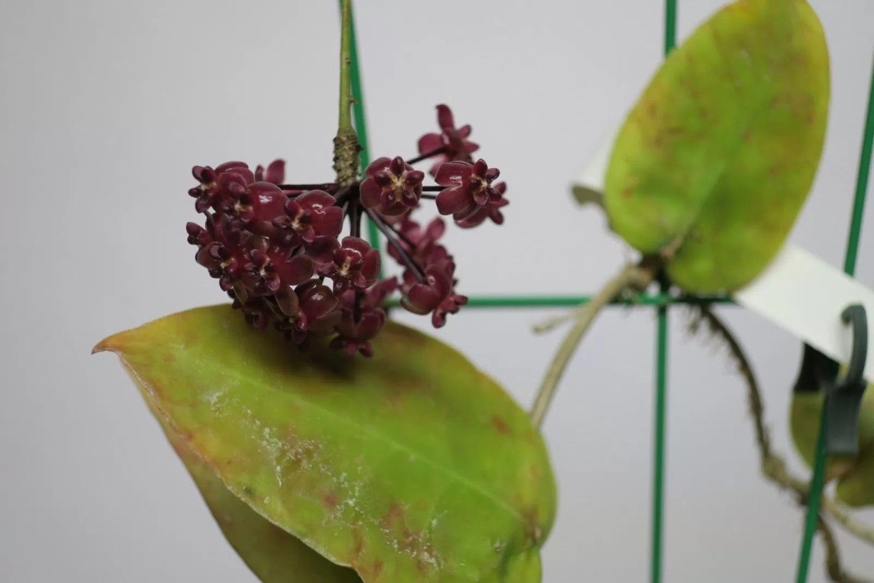 Hoya aff scortechinii