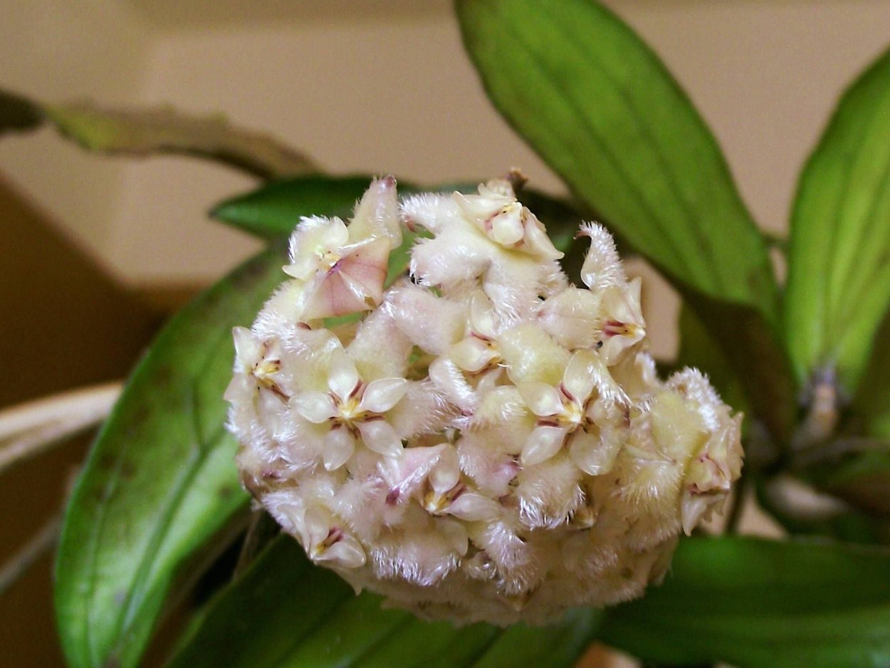 Хойя эритрина Баджо