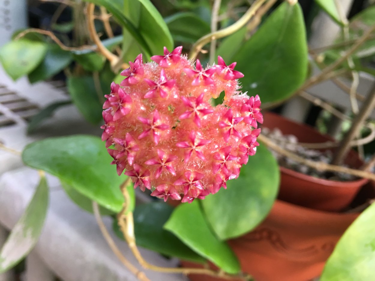 Хойя Hoya mindorensis 'Purple Star