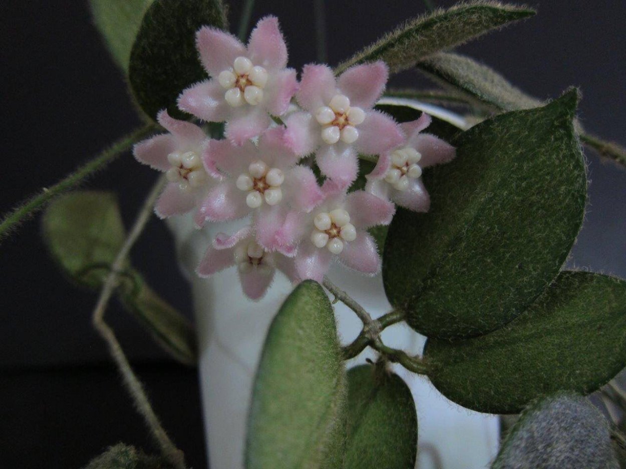 Хойя томсони (thomsonii)