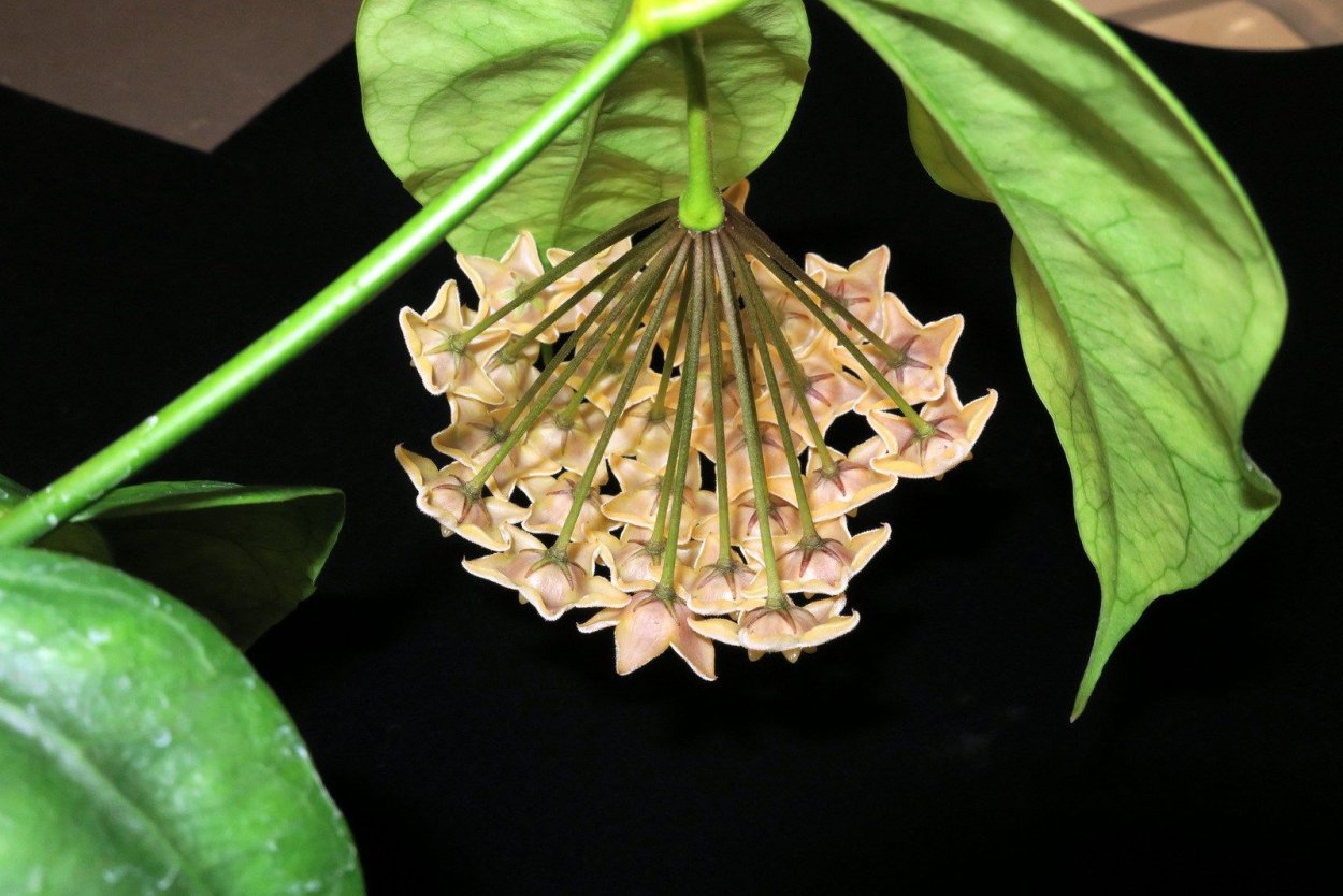 Хойя Чевиорум