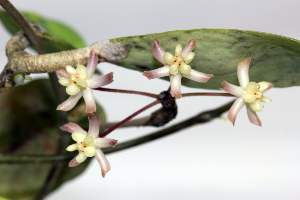 Хойя, SP.479 (padangensis)