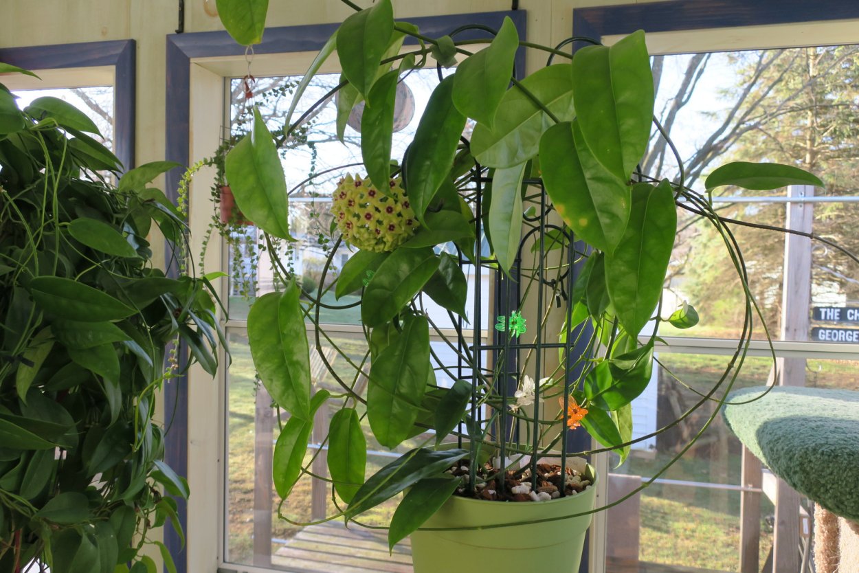 Хойя алагенсис