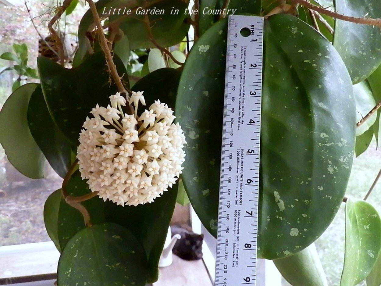 Хойя Hoya latifolia