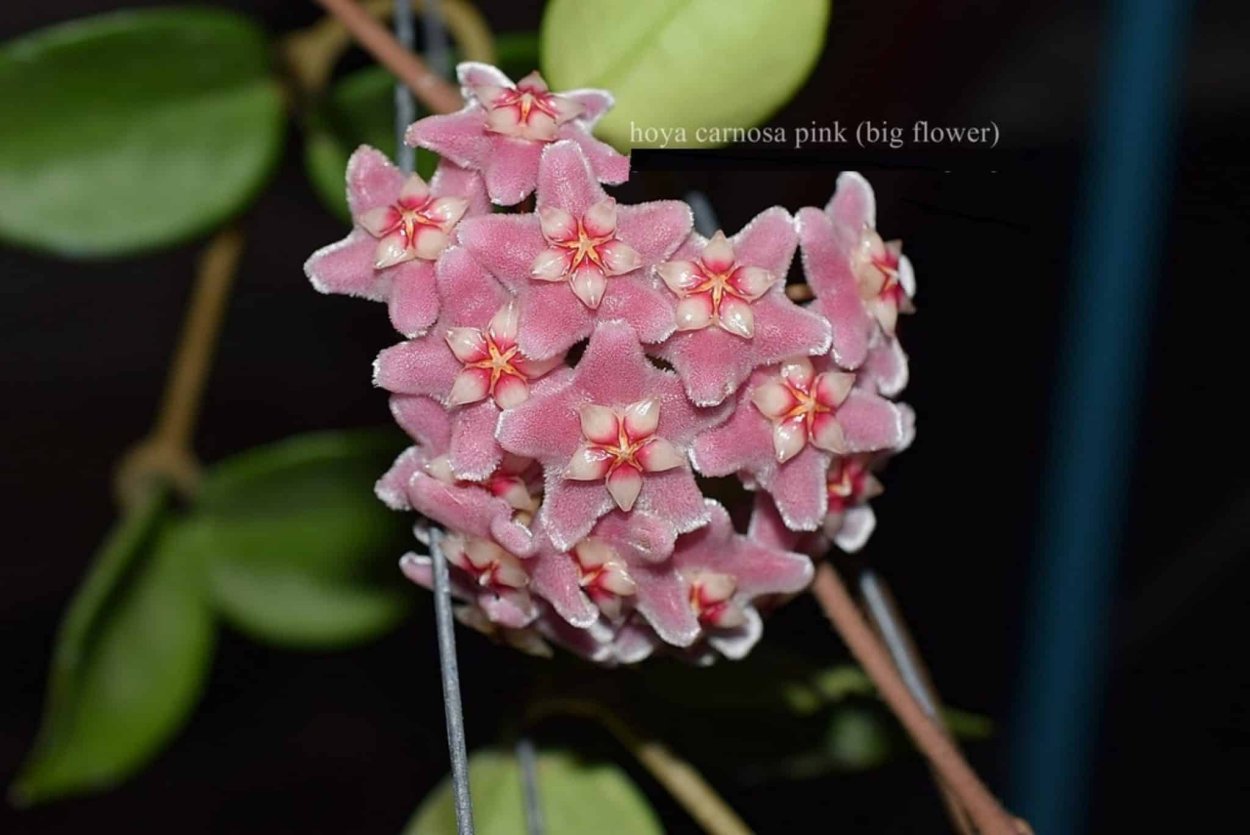 Хойя Карноза Пинк