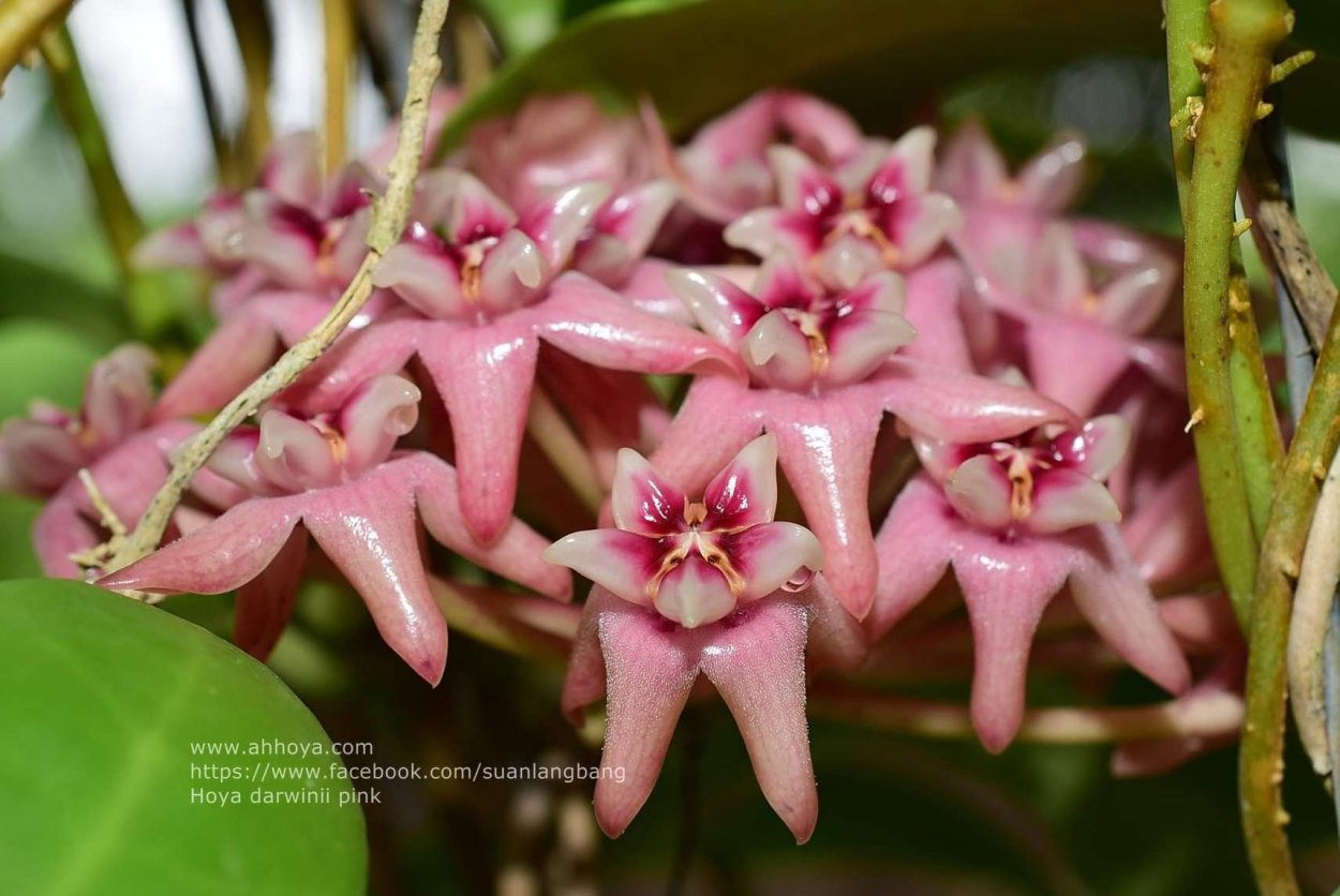Amrita Pink Хойя