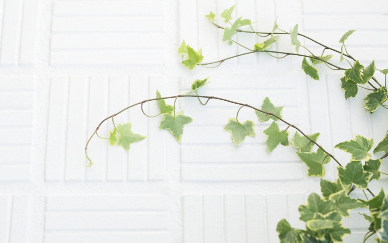 Фон растения