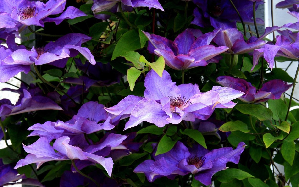 Клематис фиолетовый
