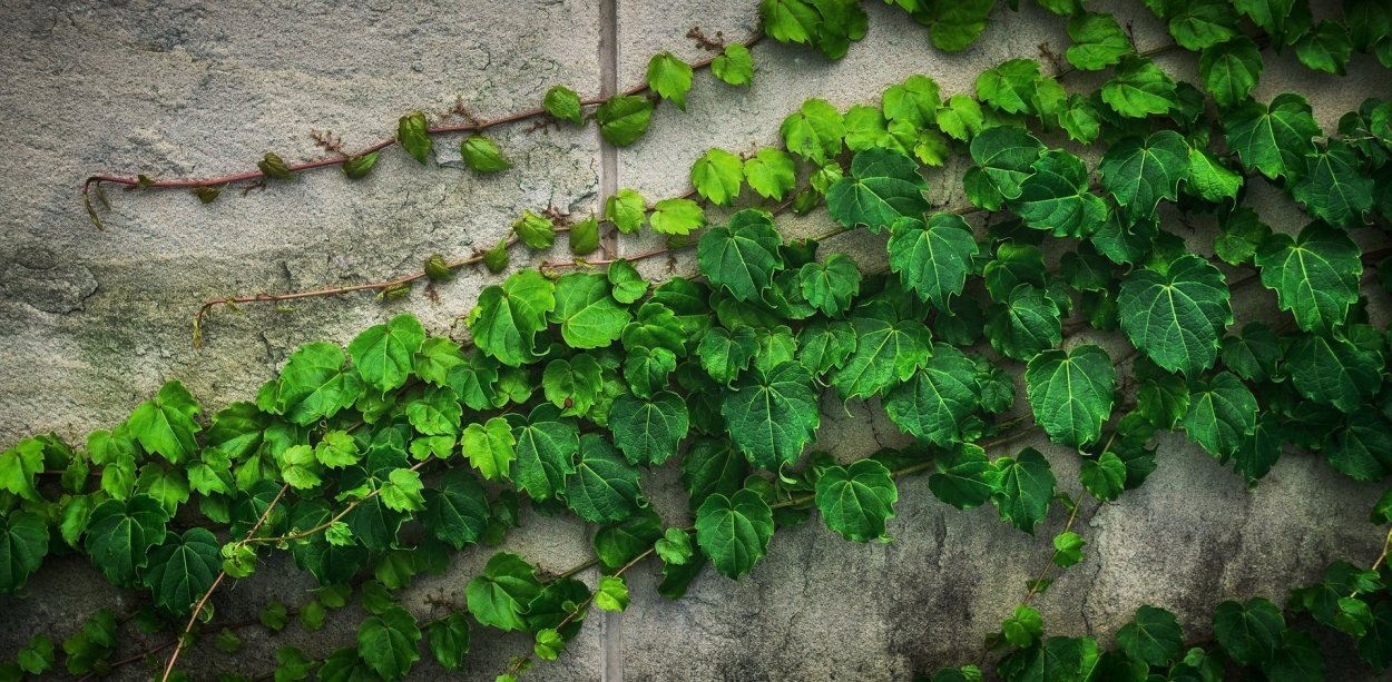 Виноградный плющ