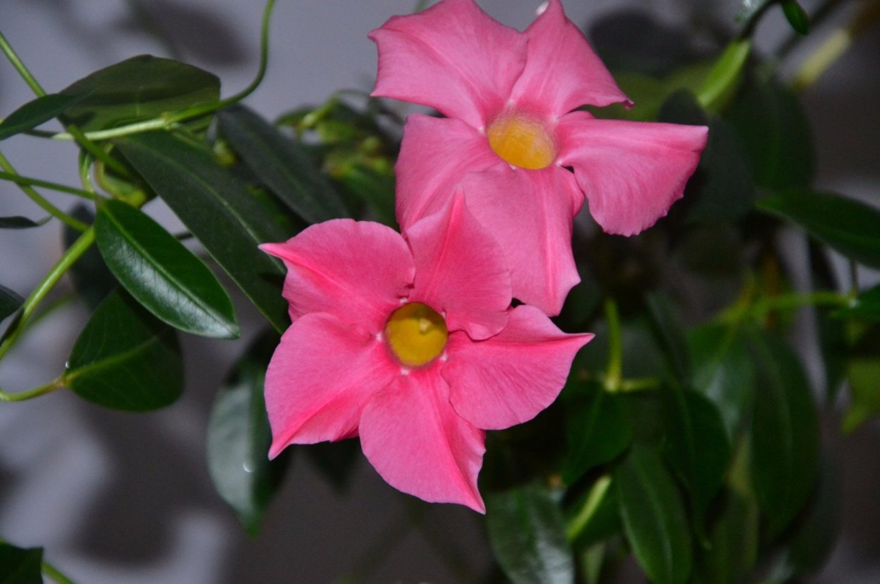 Лиана дипладения