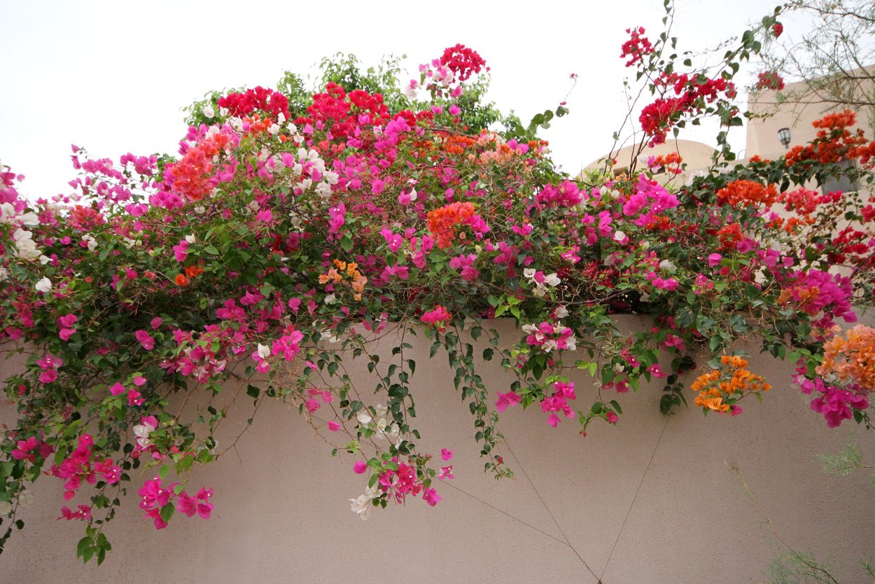 Лиана бугенвиллия
